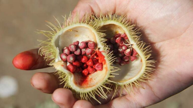 achiote1.1 768x432