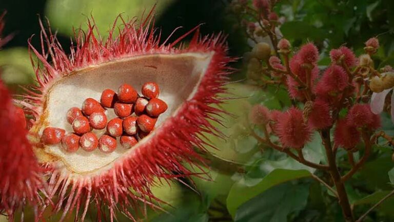 achiote1.2 768x432
