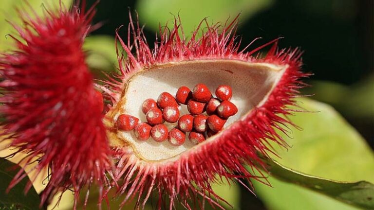 achiote2.2 768x432