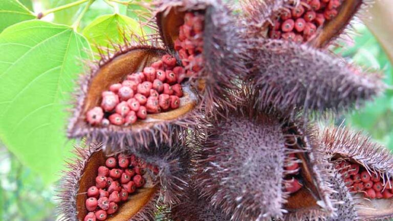 achiote3.3 768x432