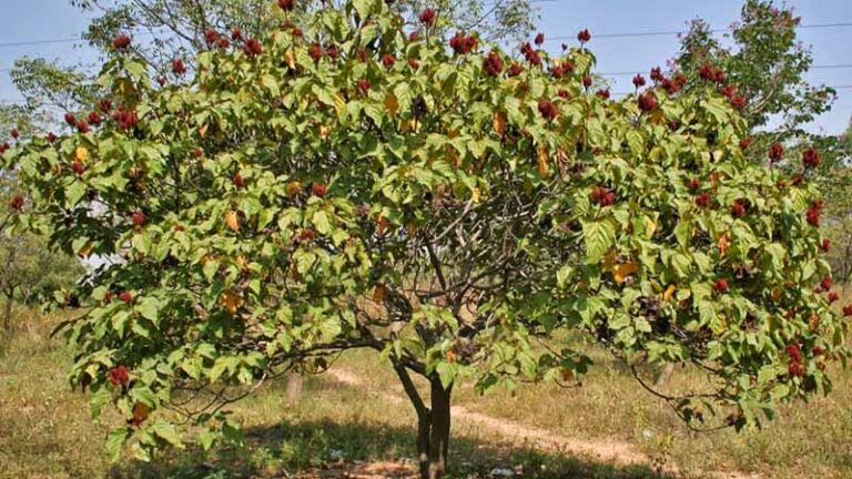 achiote4.2 768x432