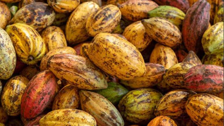 cacao2 5 768x432