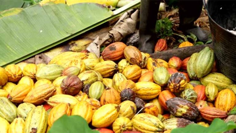 cacao5 3 768x432