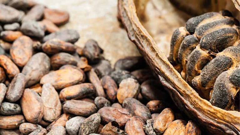 cacao6 1 768x432