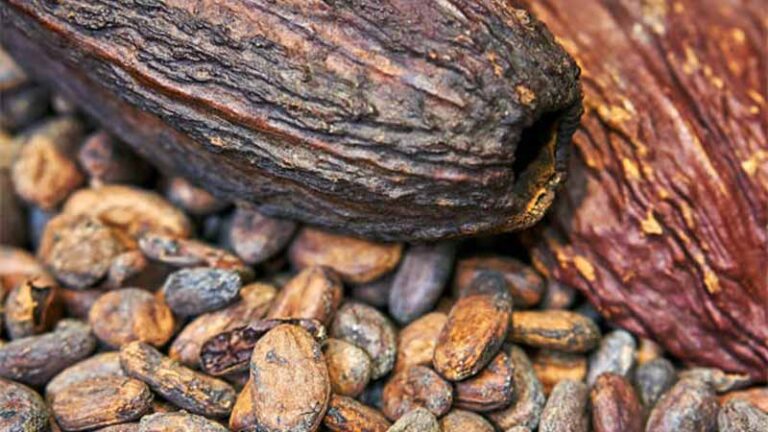 cacao7 768x432