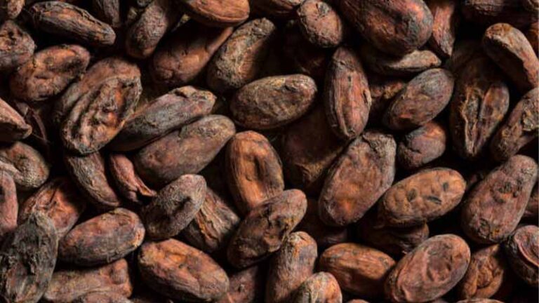cacao8 3 768x432